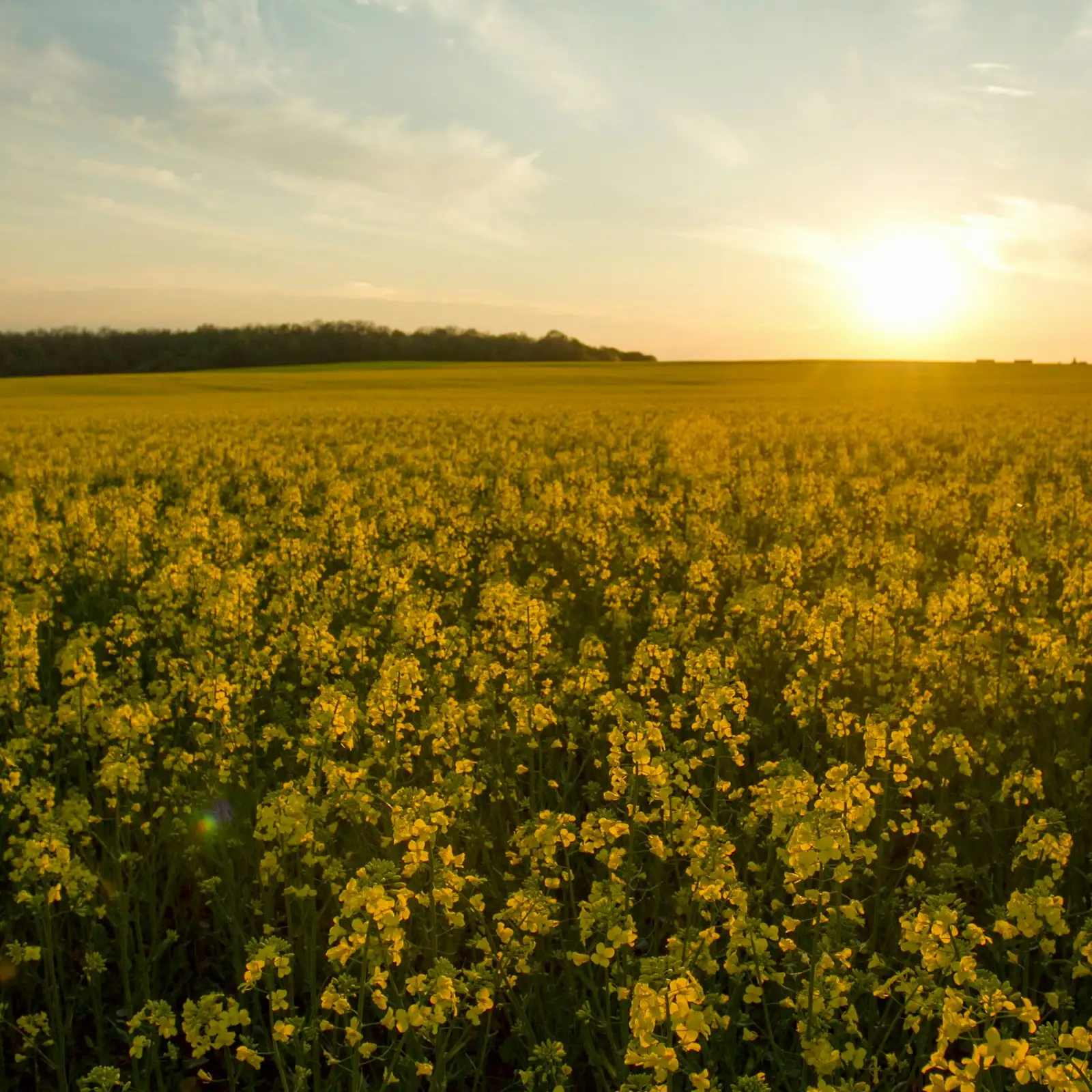 A canola field in full yellow flower under a low evening sun
