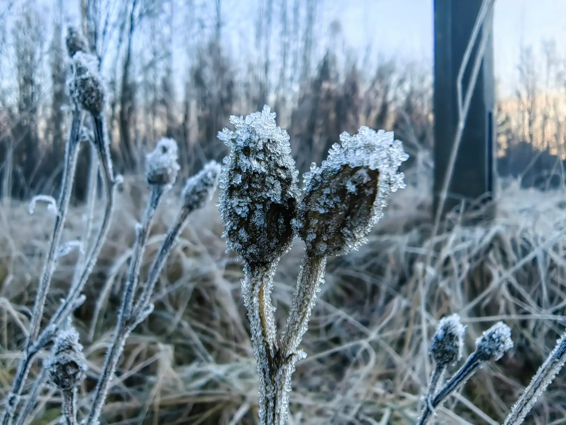 Hoarfrost on tall grass and seed heads at the edge of a field, under a pale sky