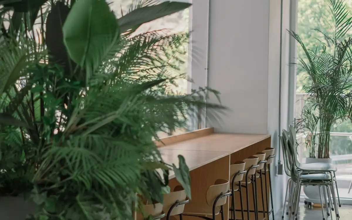 A bright room with tall plants, pale wood and a row of empty stools at the window bar