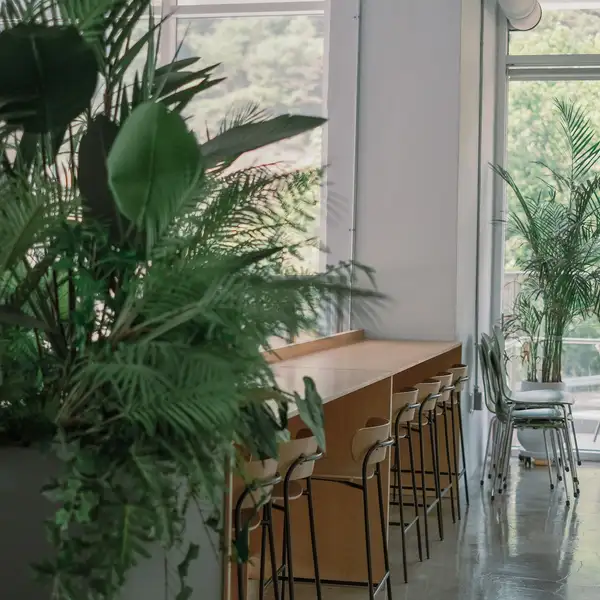A bright room with tall plants, pale wood and a row of empty stools at the window bar